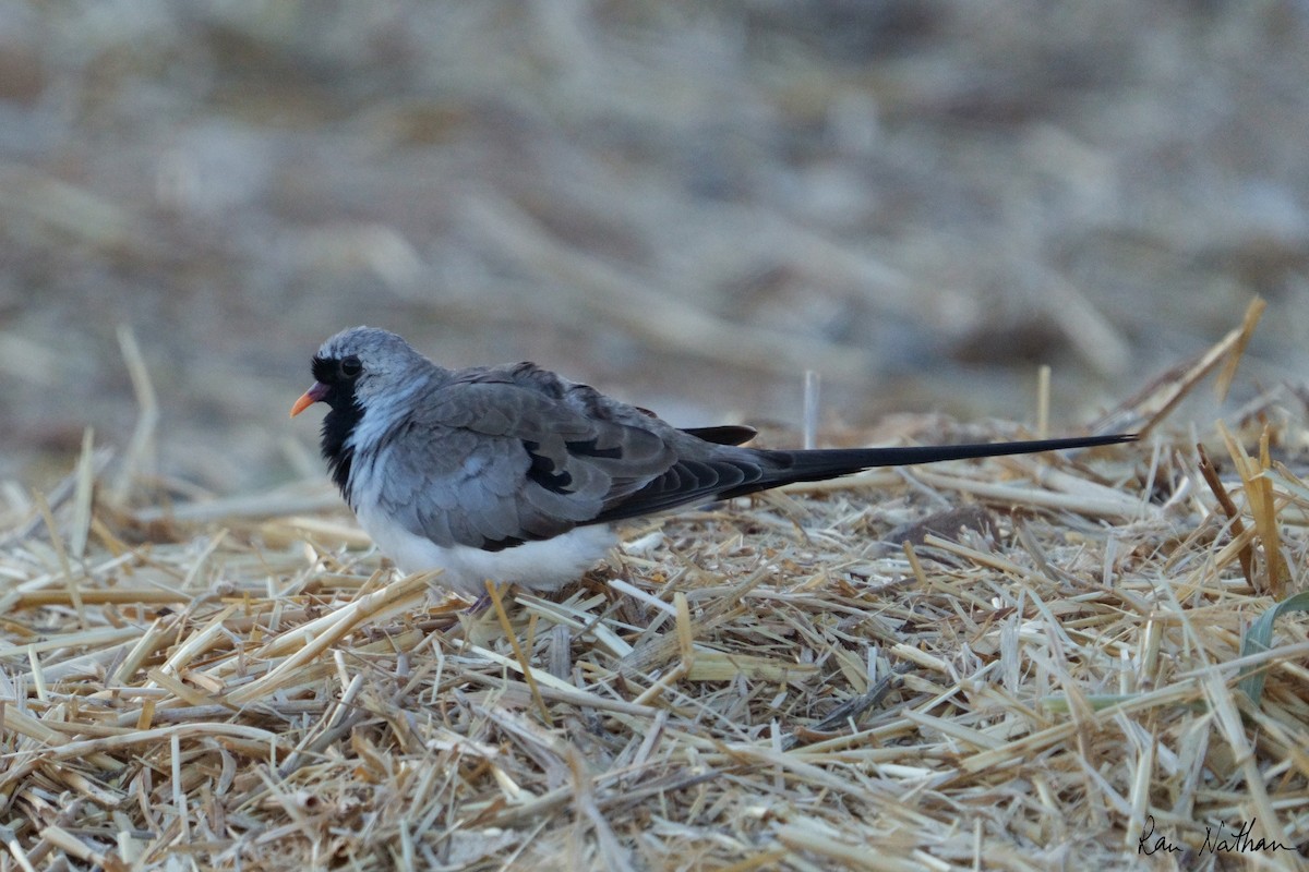 Namaqua Dove - ML549866331