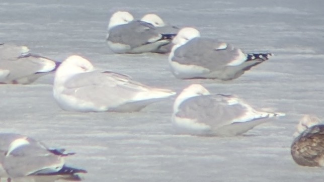 Gaviota Groenlandesa - ML549866721