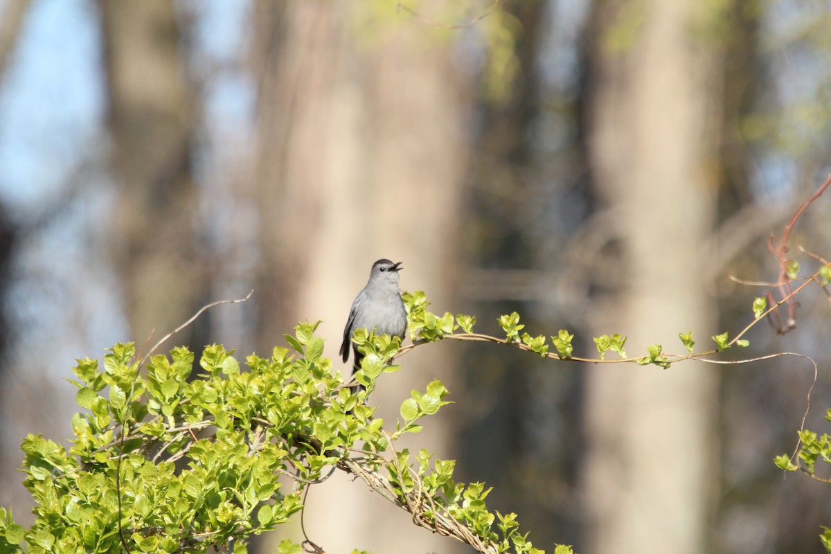 Gray Catbird - ML549866731