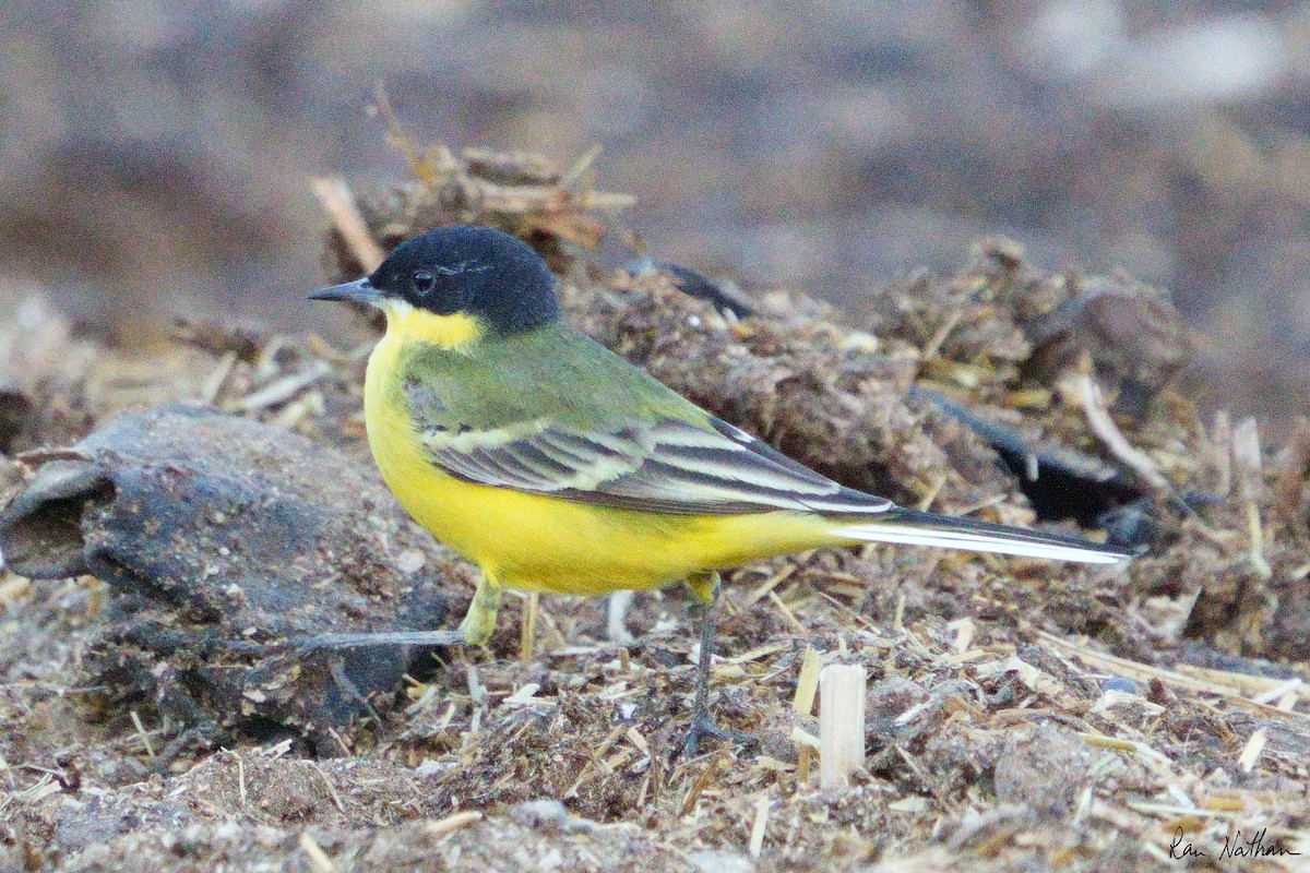 Western Yellow Wagtail (feldegg) - ML549866881