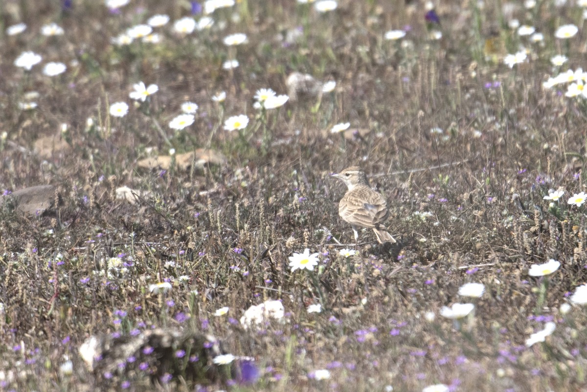 Greater Short-toed Lark - Eduardo Realinho