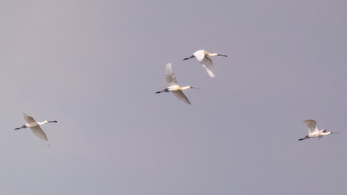 Eurasian Spoonbill - Kubilay Kaplan