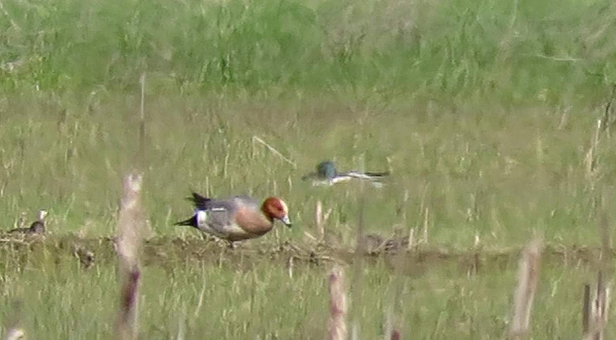 Fischione - ML54987051