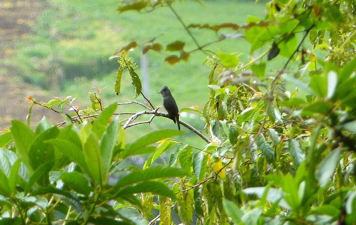 Dark Pewee - ML549870751