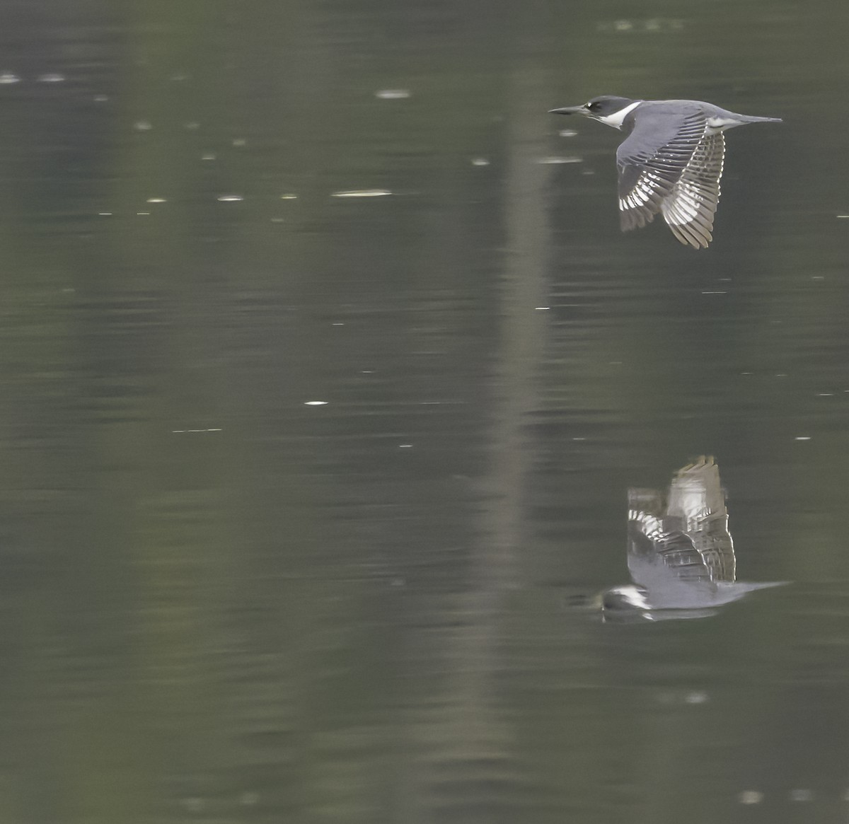 Belted Kingfisher - ML549872731