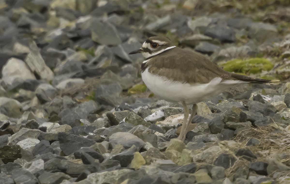 Killdeer - ML549873721