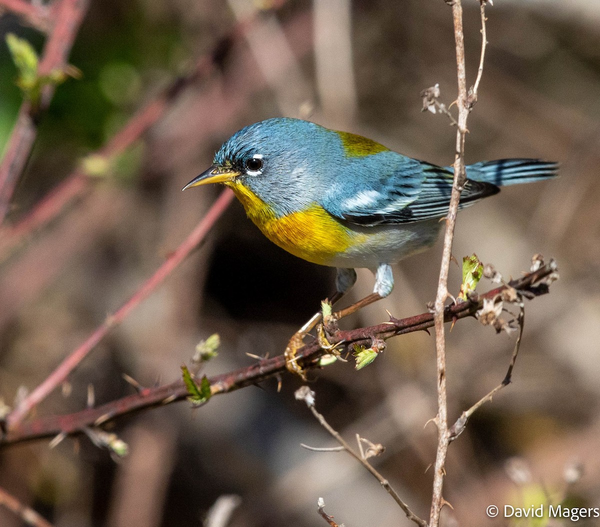 Northern Parula - ML549873911