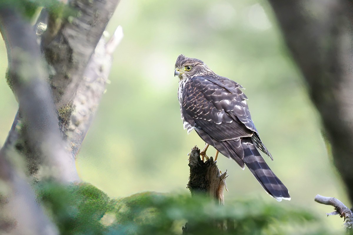 Chilean Hawk - ML549874211