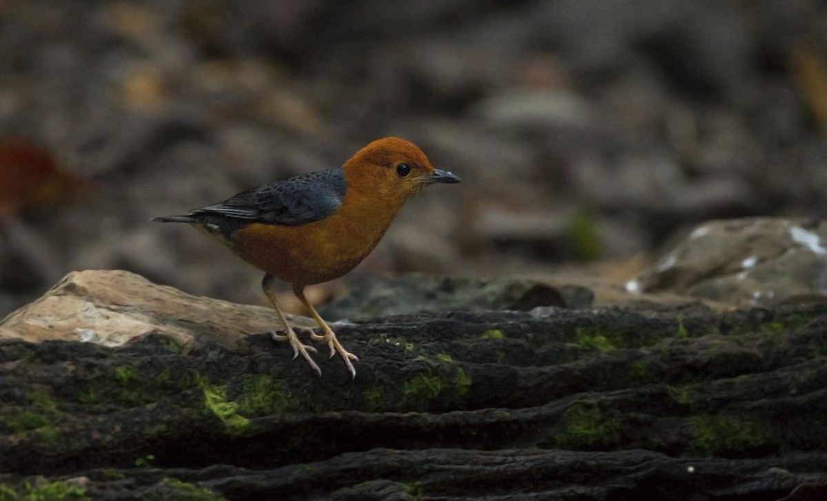 Orange-headed Thrush - ML54987491