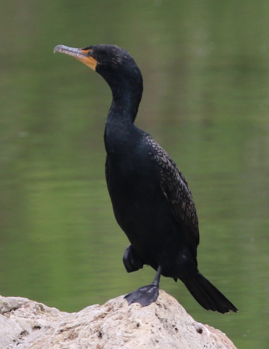 Double-crested Cormorant - ML549875331