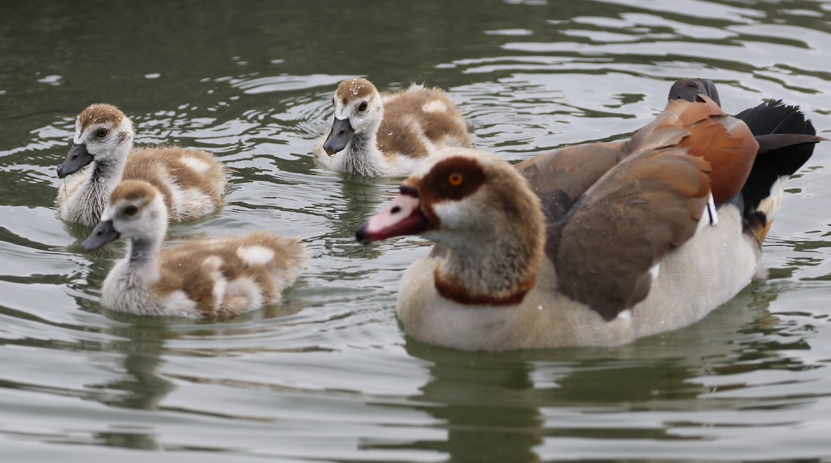 Egyptian Goose - ML549875681