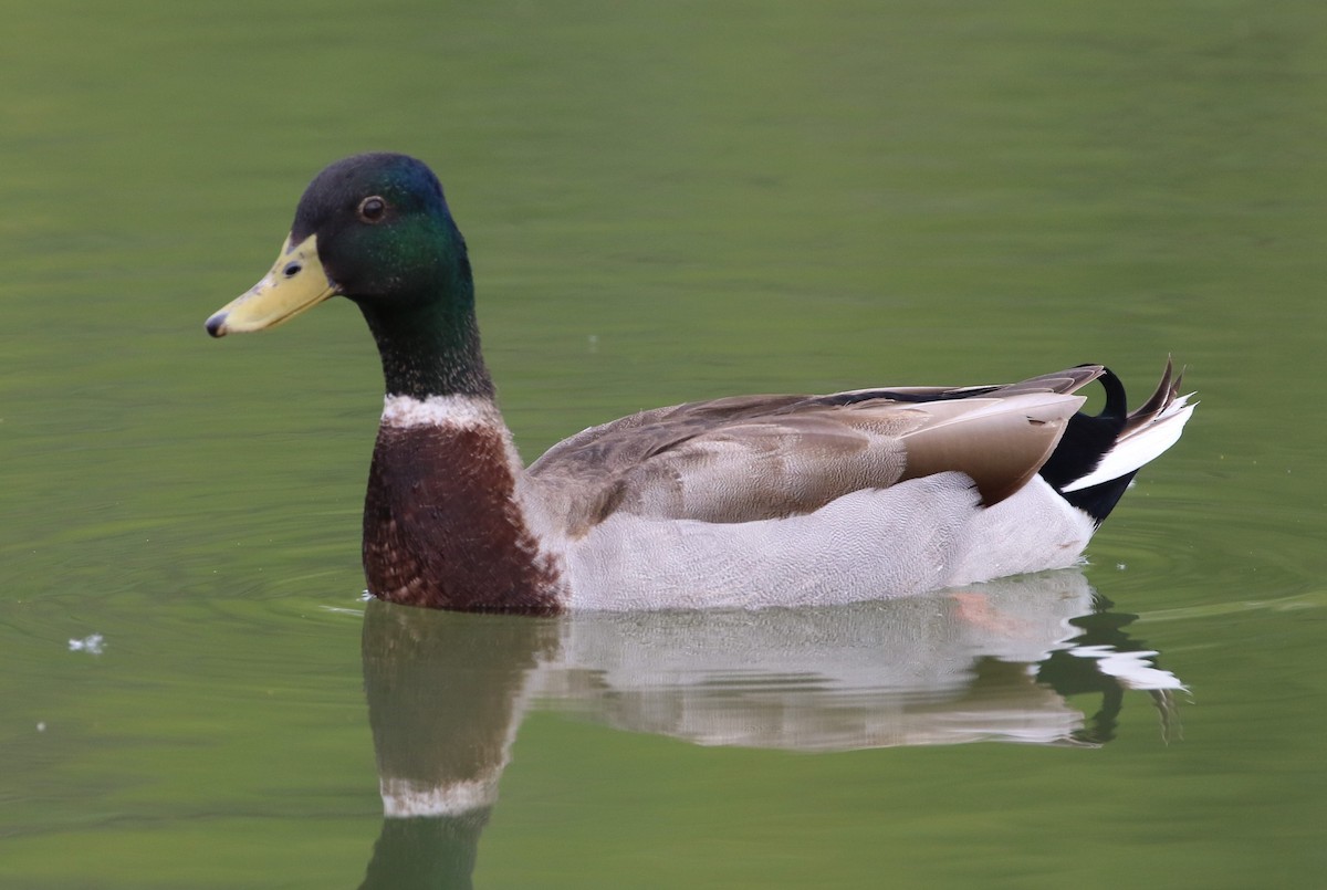 Canard colvert - ML549875871