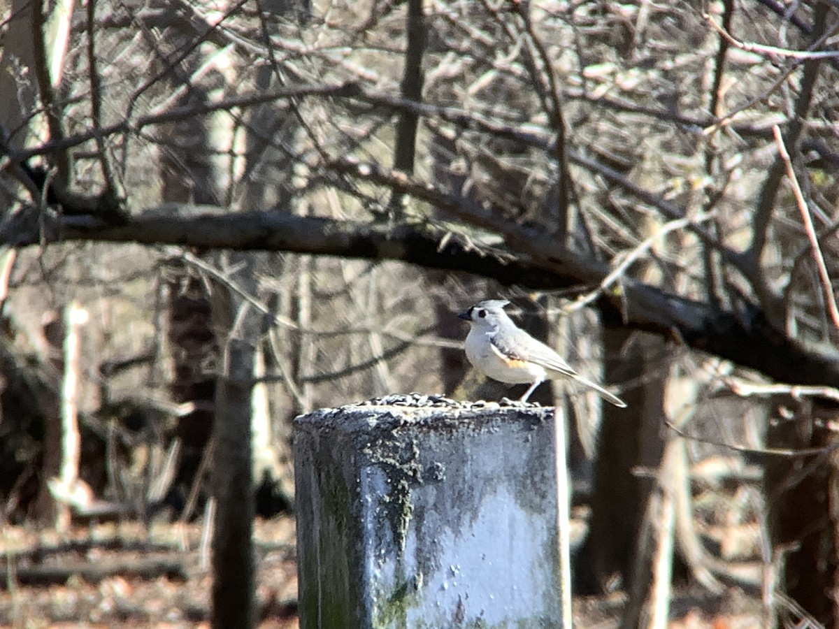 Tufted Titmouse - ML549876651