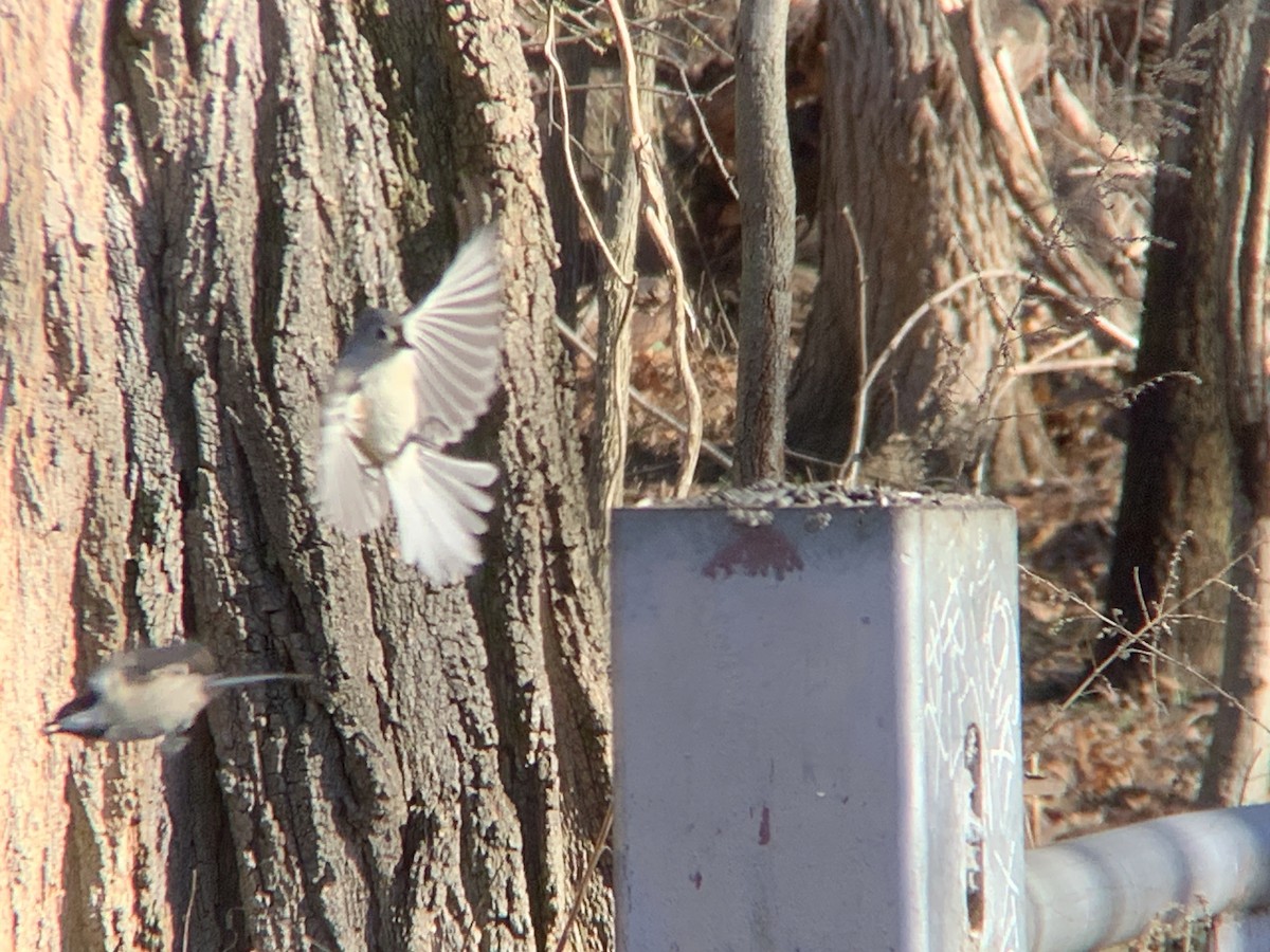 Tufted Titmouse - ML549876661