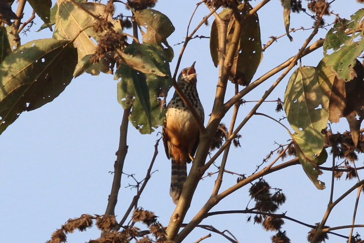 Band-backed Wren - ML549876981