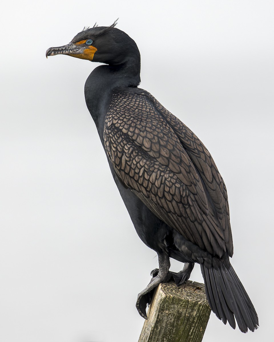 Double-crested Cormorant - Alan Phipps