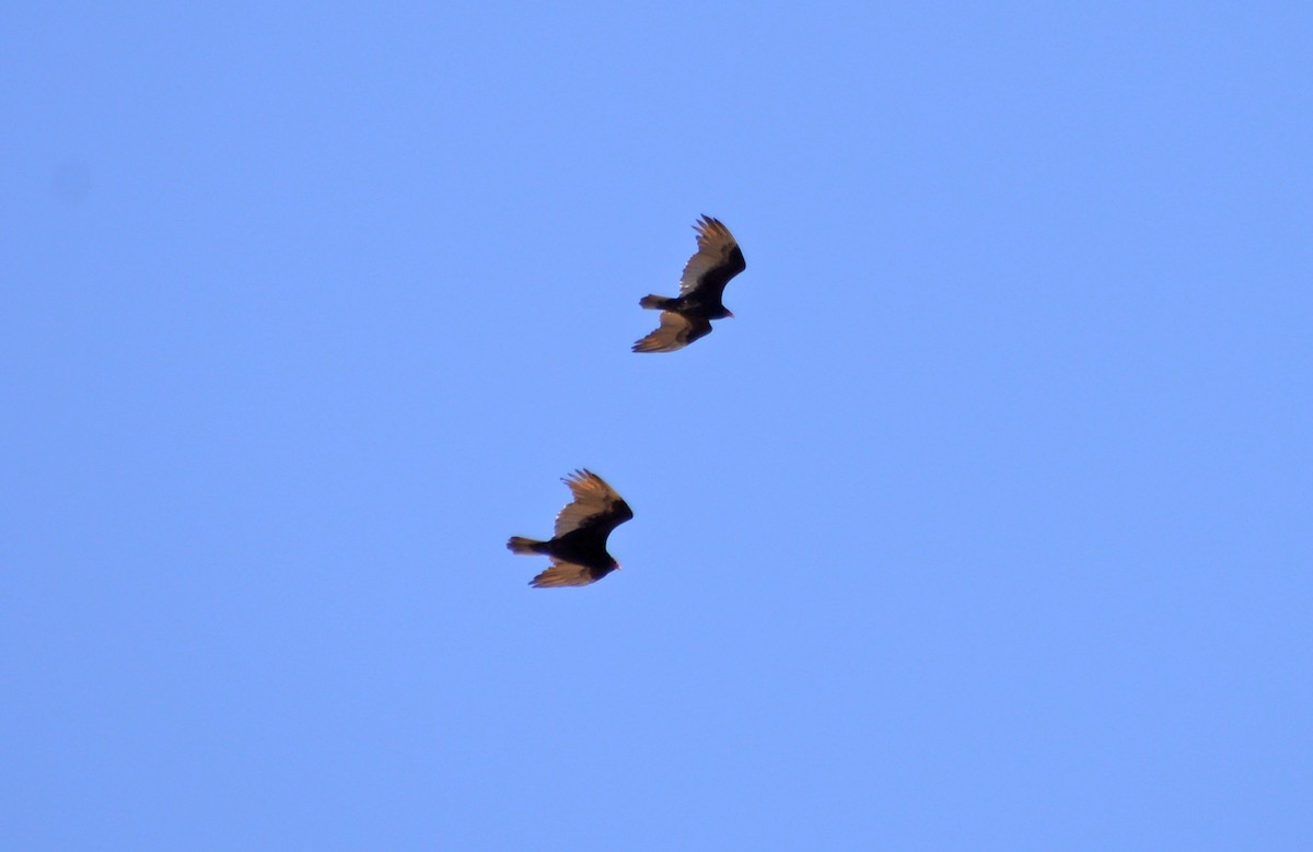 Turkey Vulture - ML549880141