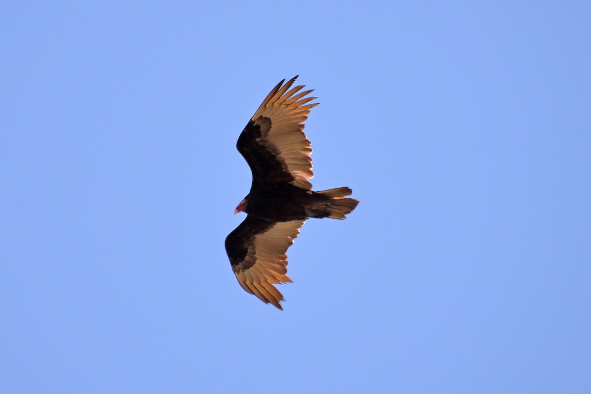 Turkey Vulture - ML549880151