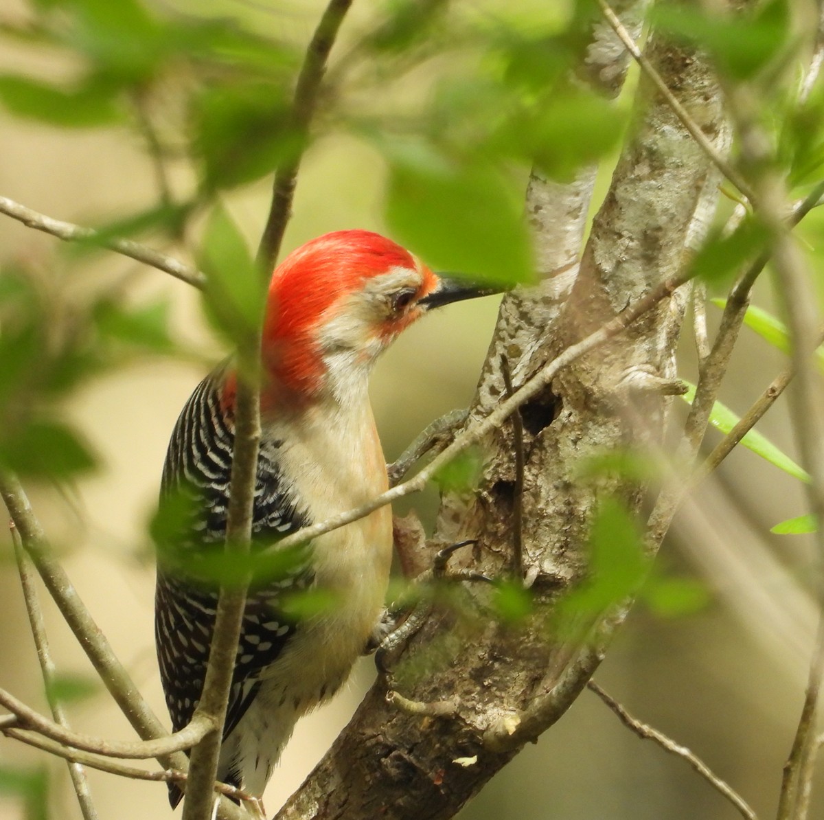 Red-bellied Woodpecker - ML549881091