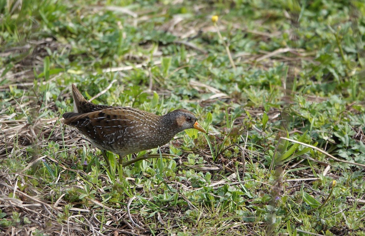 Spotted Crake - ML549881511