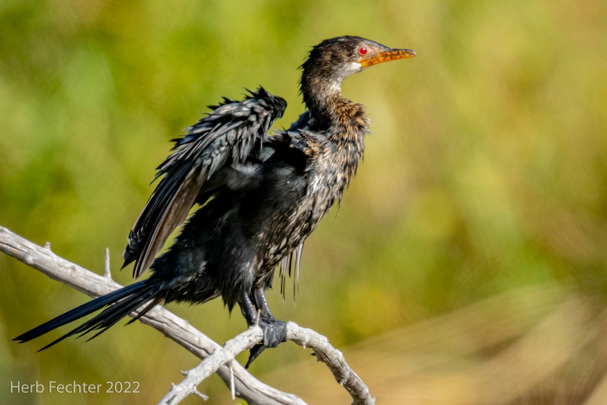 Long-tailed Cormorant - Herbert Fechter