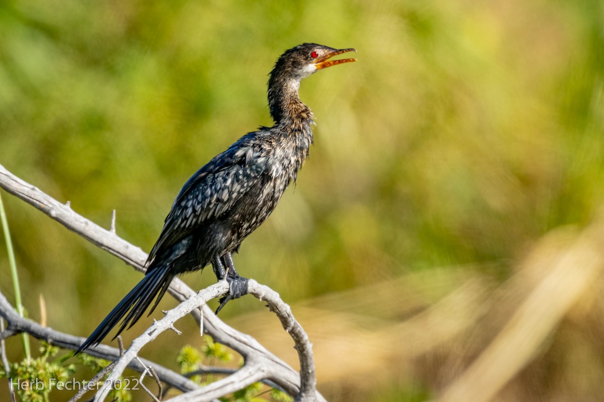 Long-tailed Cormorant - ML549884001