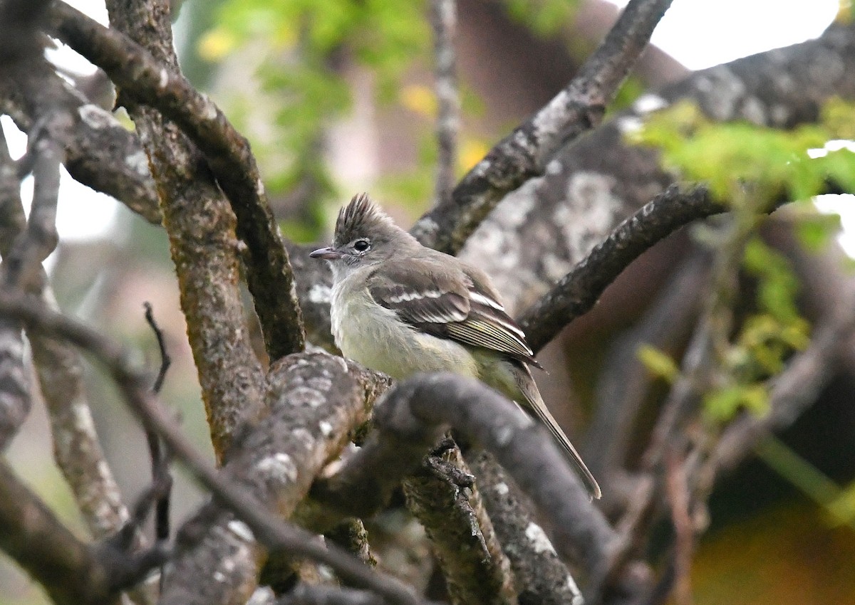 Yellow-bellied Elaenia - ML549884221