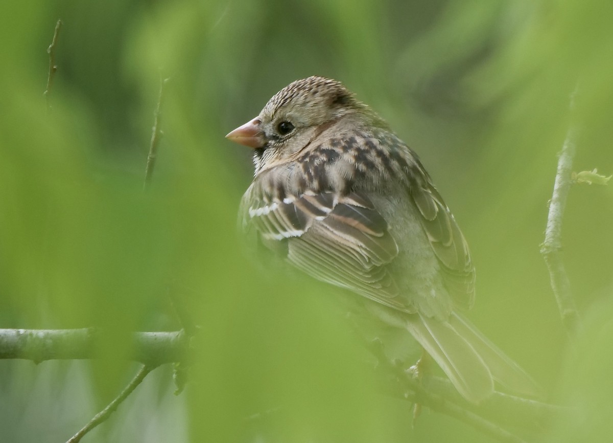 Harris's Sparrow - ML549884351