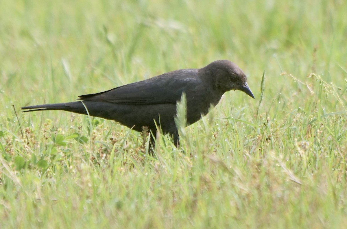 Brewer's Blackbird - ML549884991