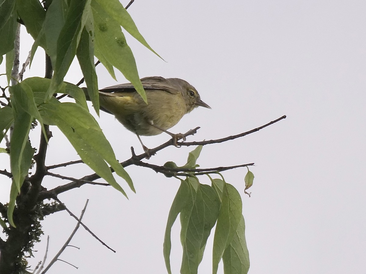 Orange-crowned Warbler - ML549885241