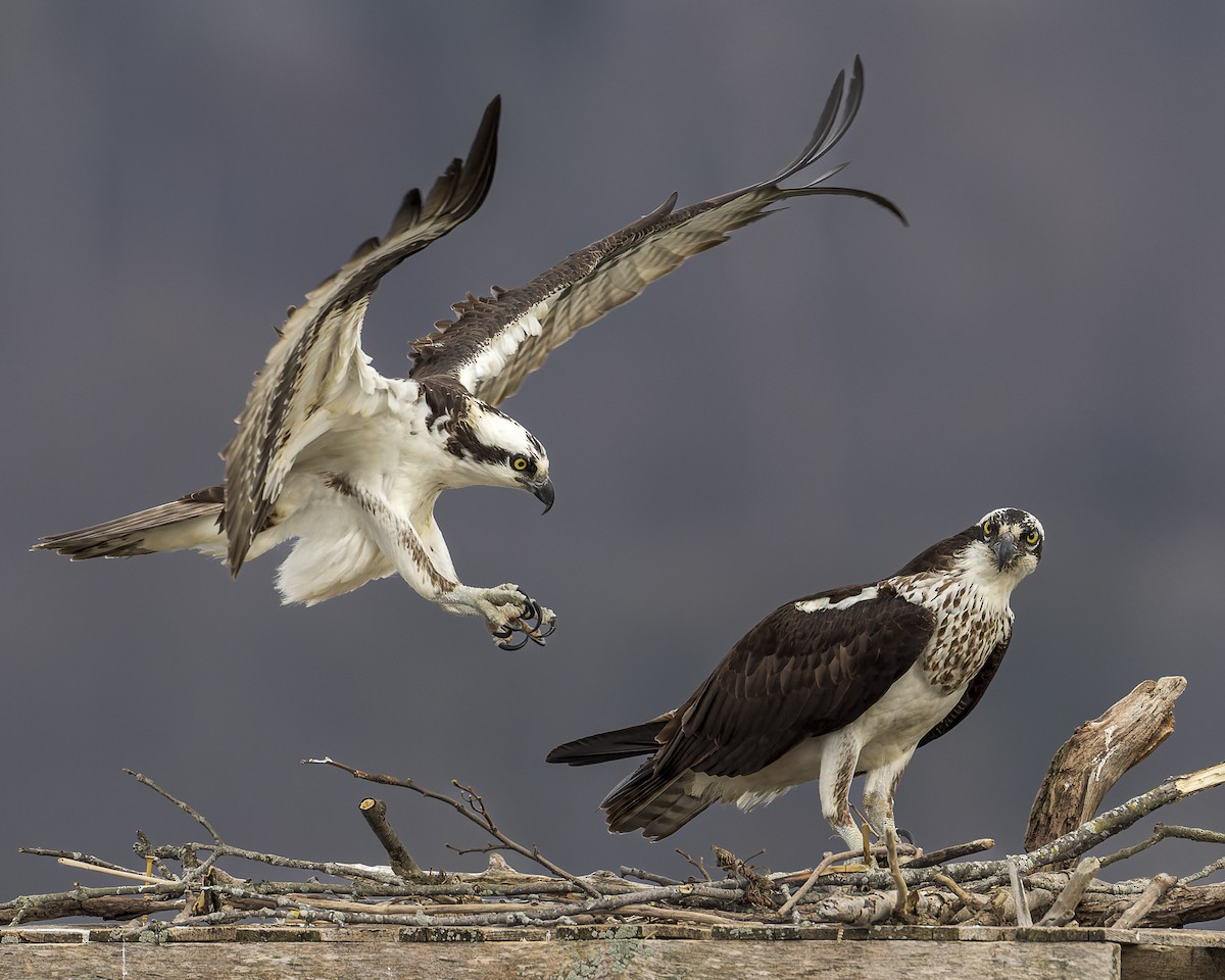 Osprey - ML549886101