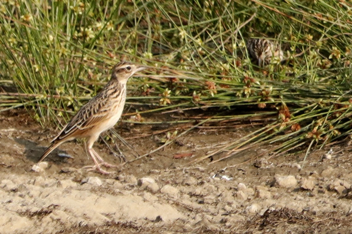 Oriental Skylark - ML549886661