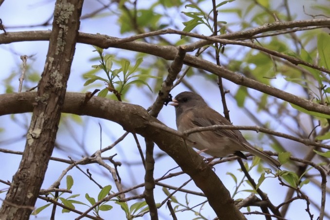 Dark-eyed Junco - ML549886731