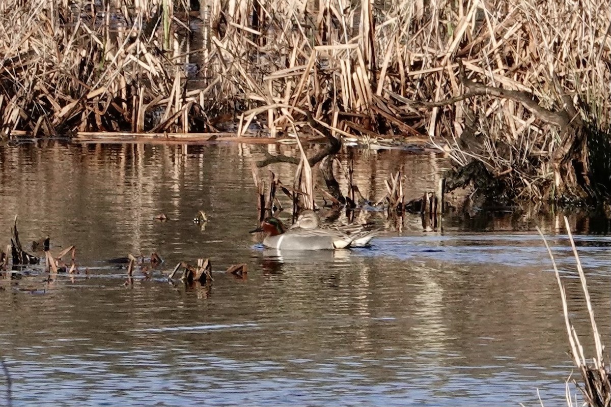 Green-winged Teal - ML549887551