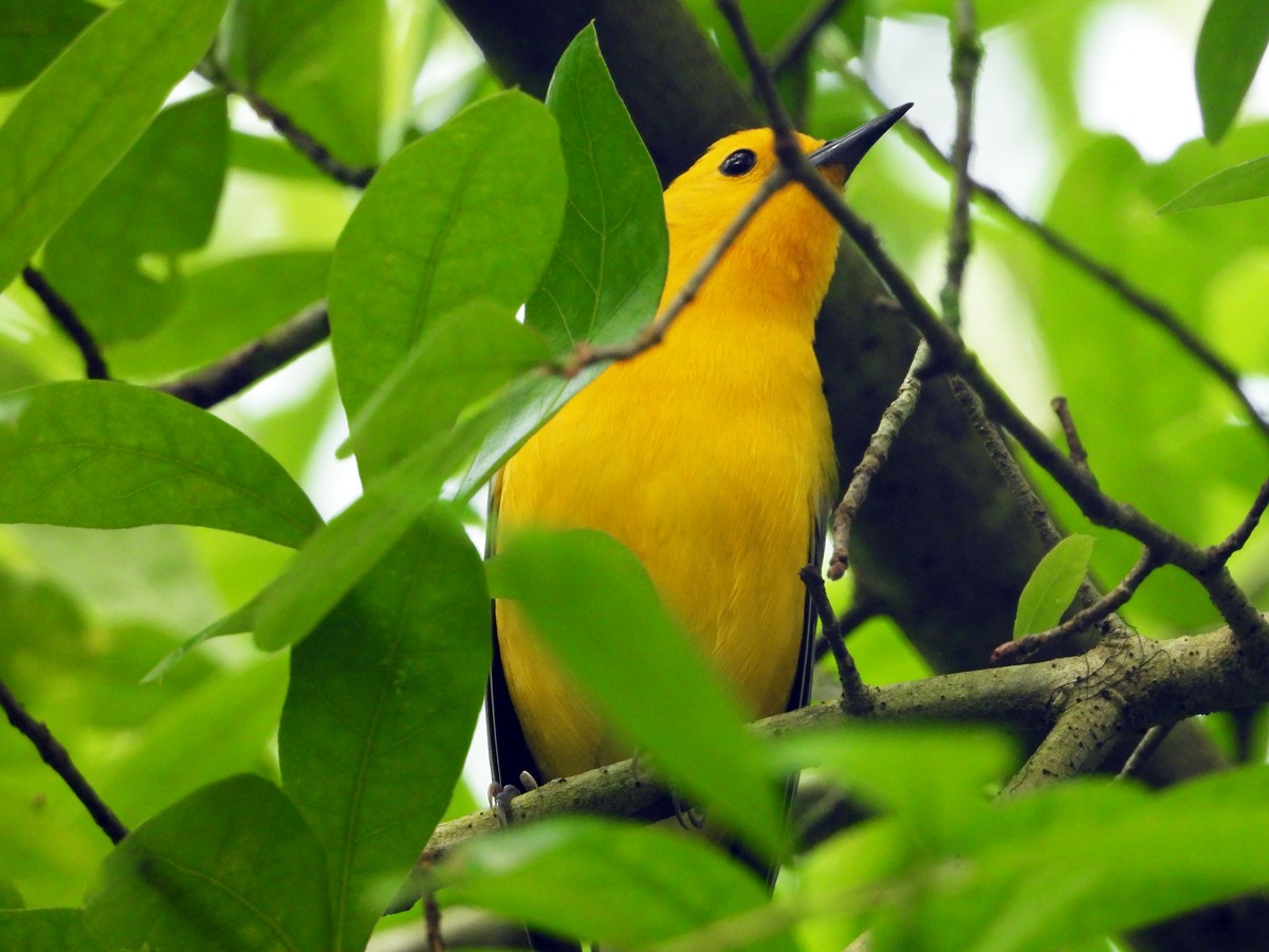 Prothonotary Warbler - ML549887821