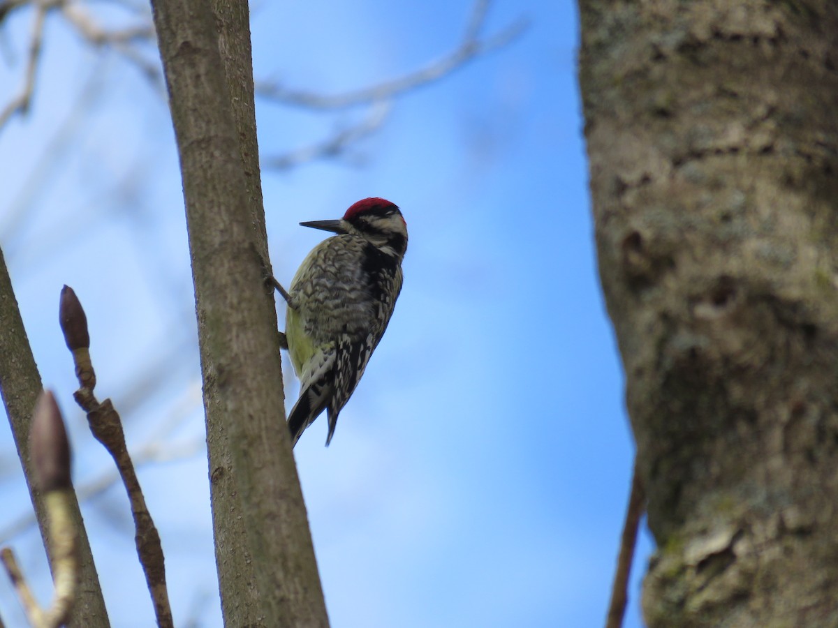 Yellow-bellied Sapsucker - ML549888591