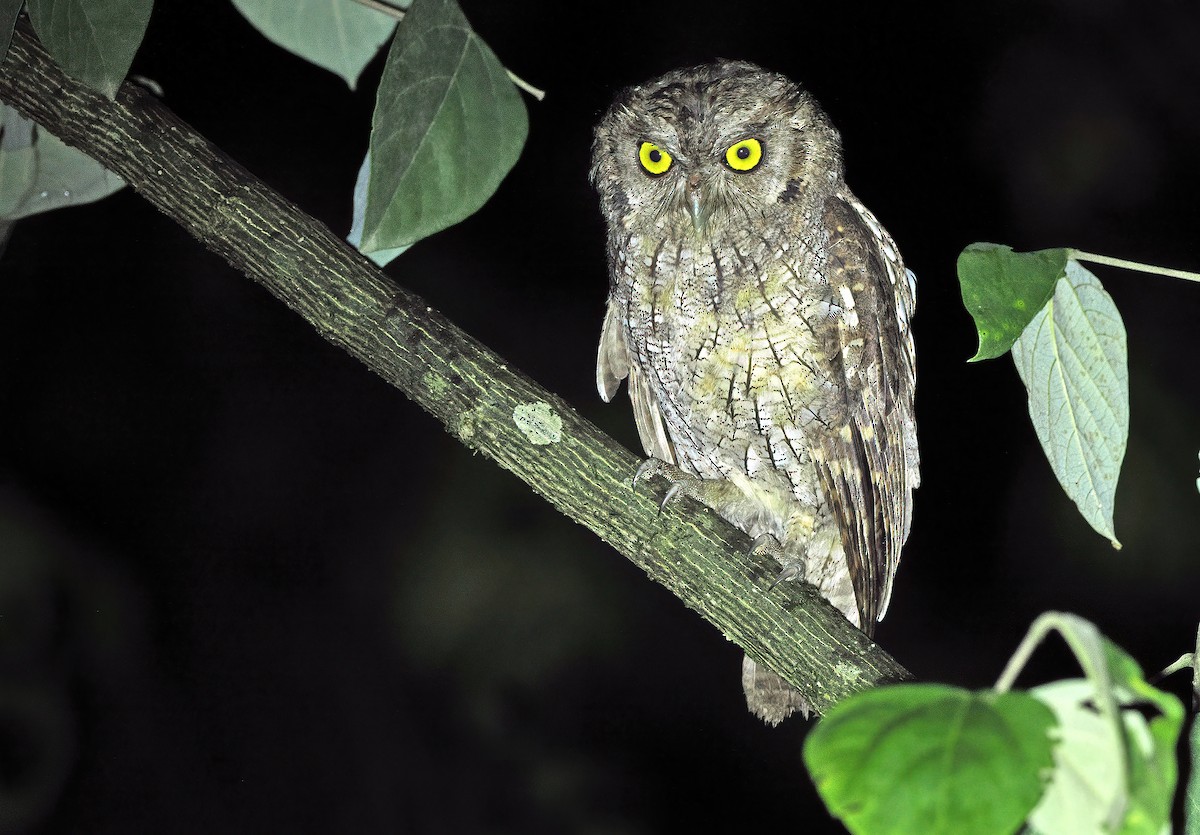 Tropical Screech-Owl - ML549889181