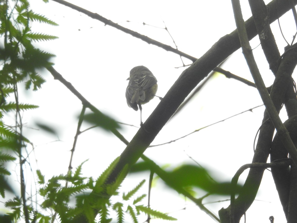 White-eyed Vireo - ML549890511