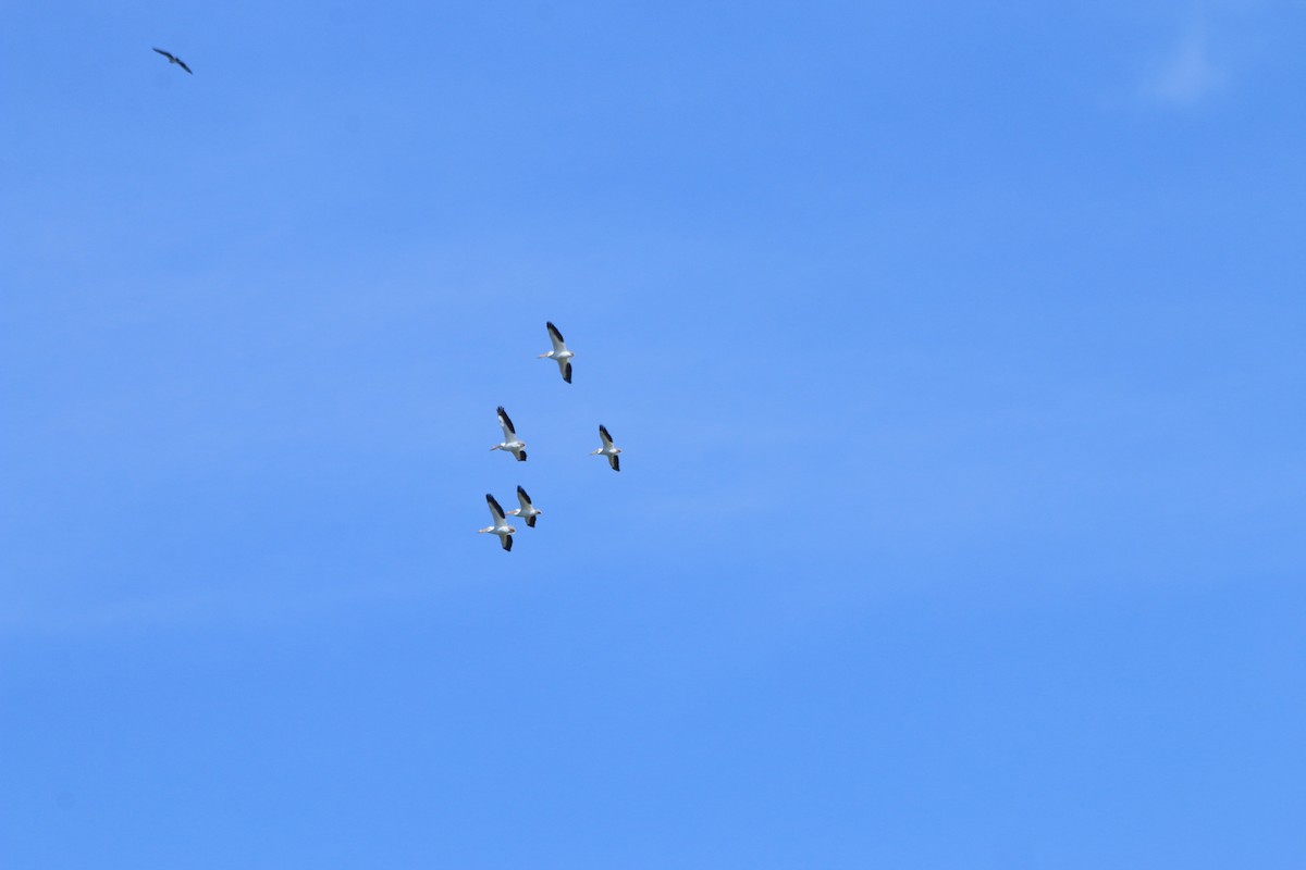 American White Pelican - ML549890741