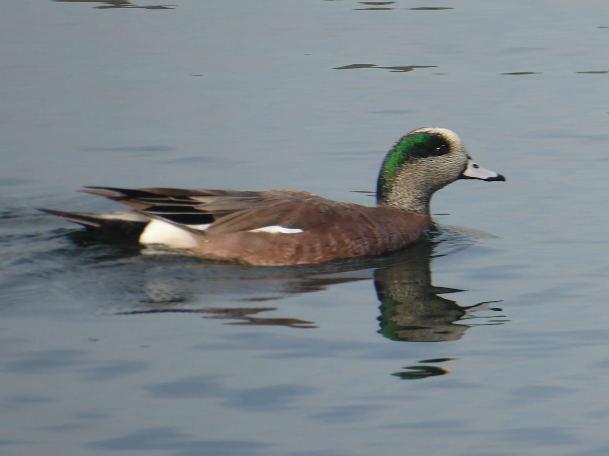 American Wigeon - ML549891991