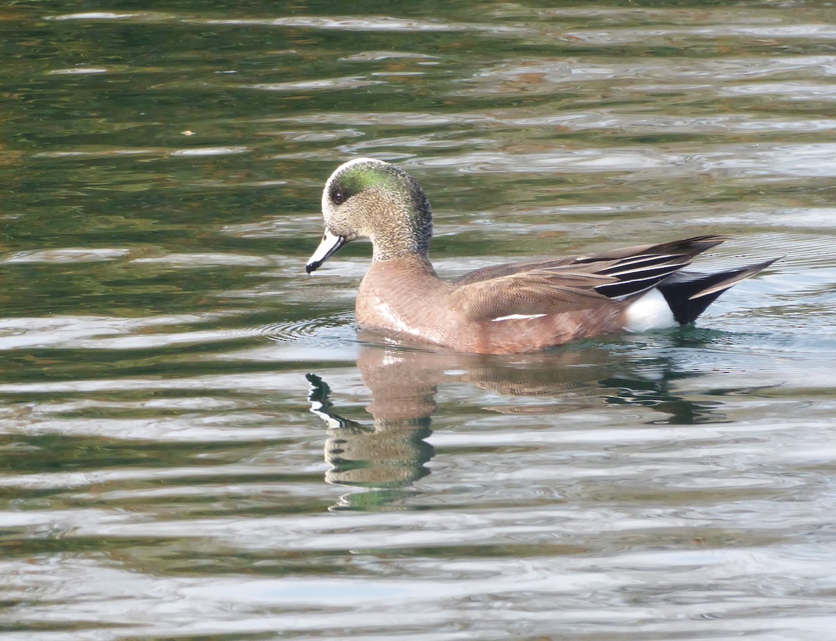 American Wigeon - ML549892141