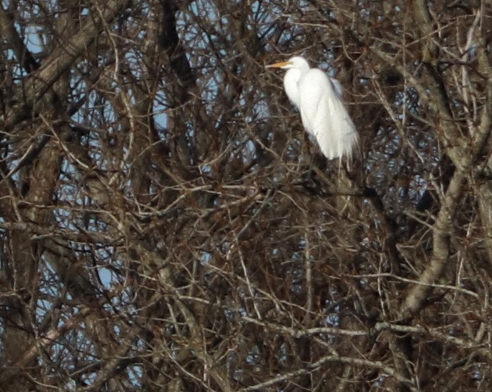 Great Egret - ML549892231