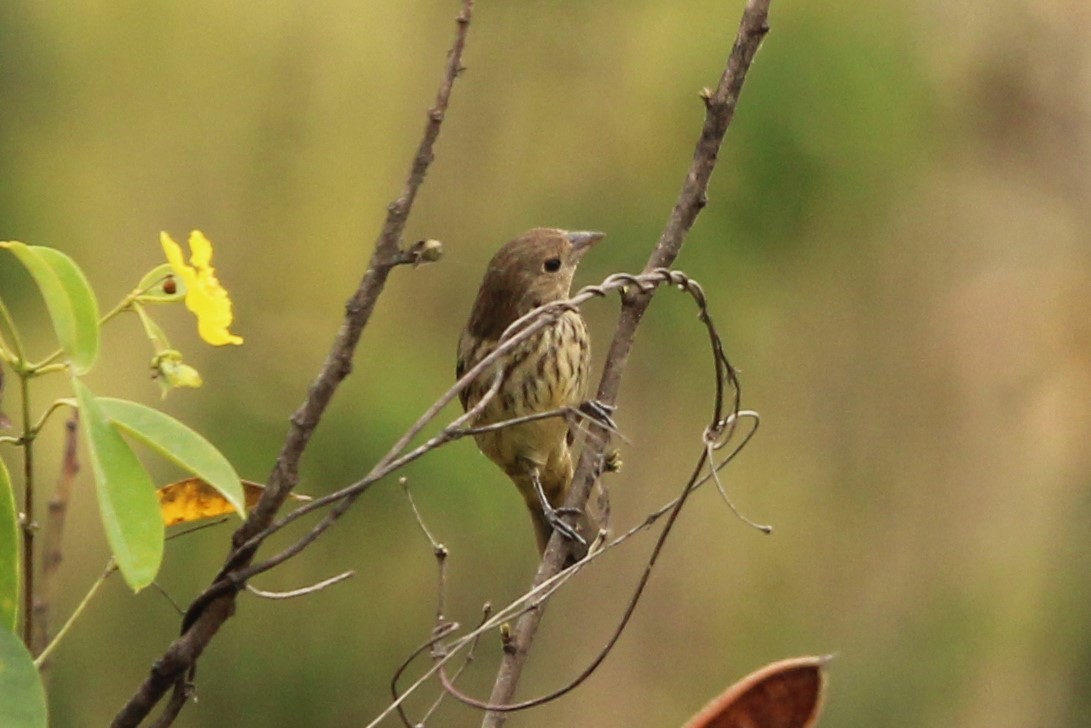 Blue-black Grassquit - ML549892481