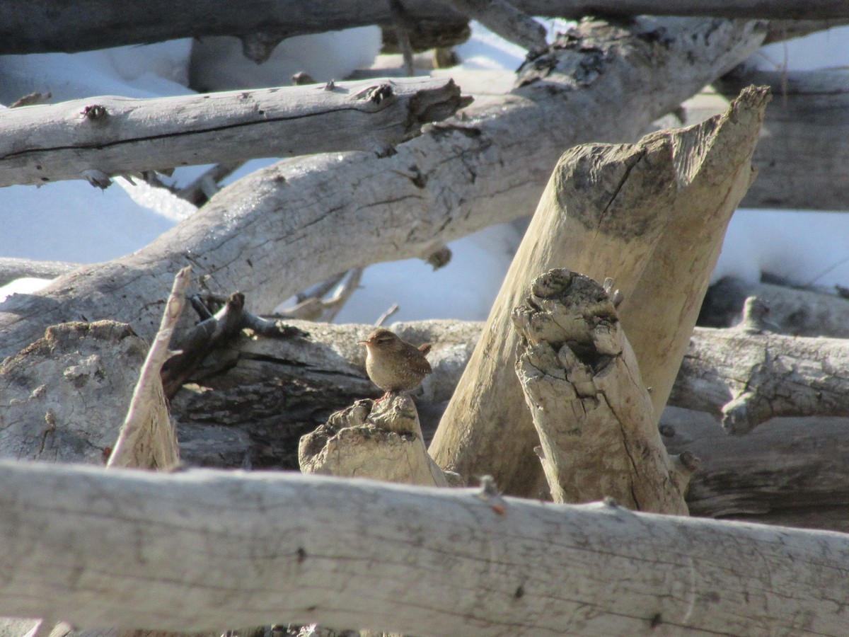 Winter Wren - ML549893801