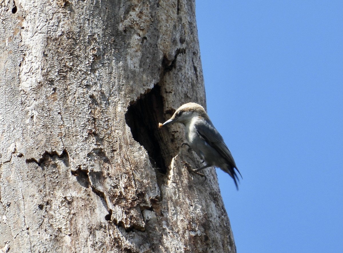Brown-headed Nuthatch - ML549894671