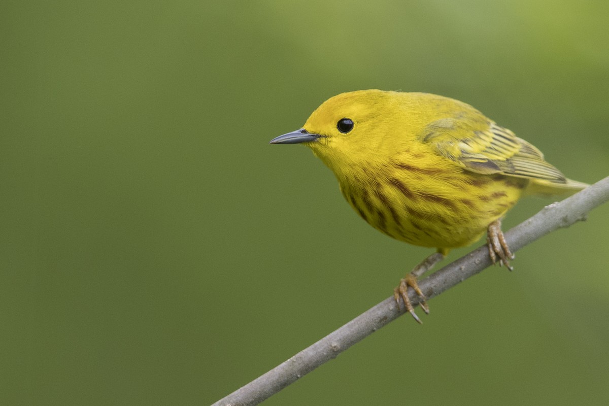 Yellow Warbler (Northern) - ML549896761