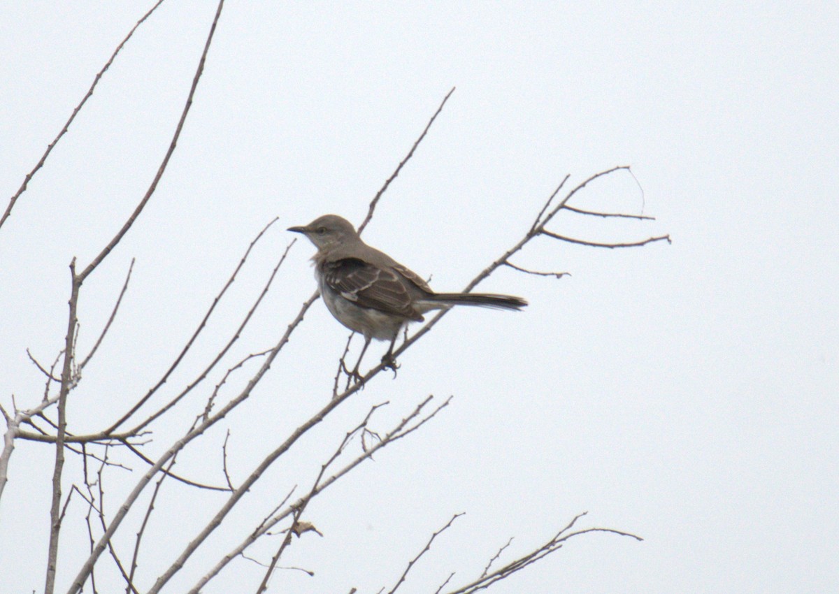 Northern Mockingbird - ML549896891