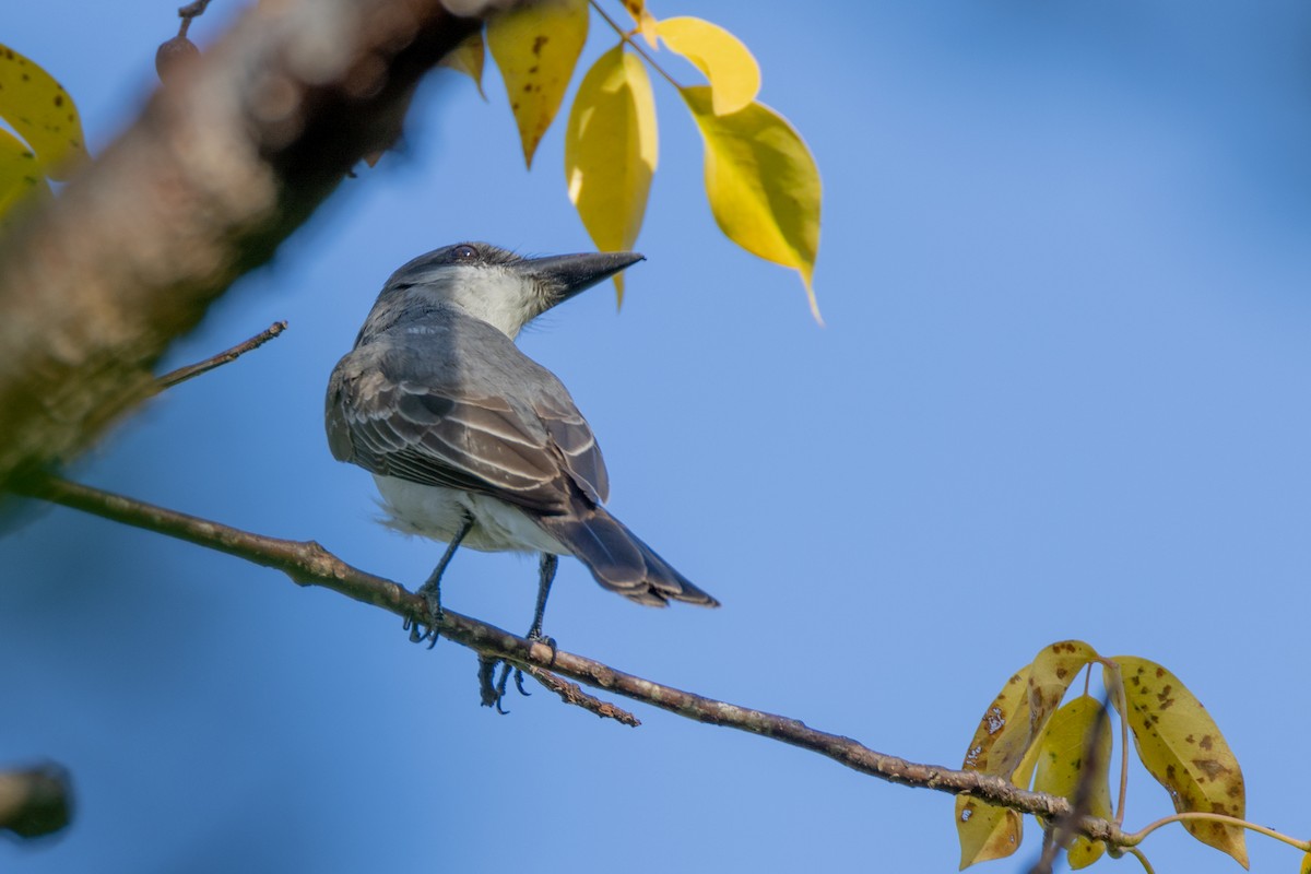 Gray Kingbird - Charlie Bostwick