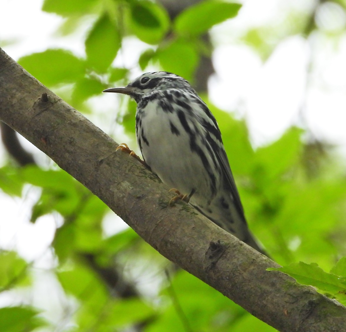 Black-and-white Warbler - ML549898491