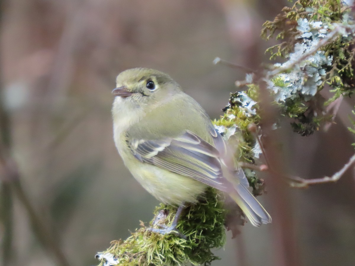 Hutton's Vireo - Jenny Jones